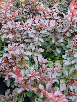 Барбарис Атропурпуреа Нана (Atropurpurea Nana)