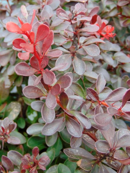 Барбарис Атропурпуреа Нана (Atropurpurea Nana) купить с доставкой