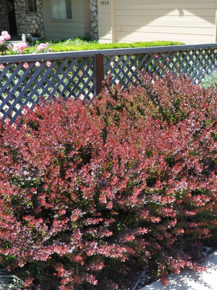 Барбарис Атропурпуреа Нана (Atropurpurea Nana) купить с доставкой