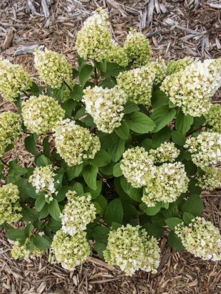 Гортензия Литтл Хотти (Little Hottie) метельчатая