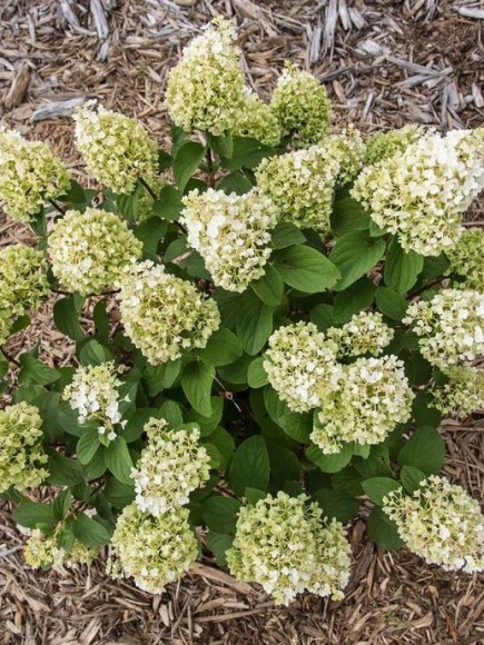 Гортензия Литтл Хотти (Little Hottie) метельчатая купить с доставкой