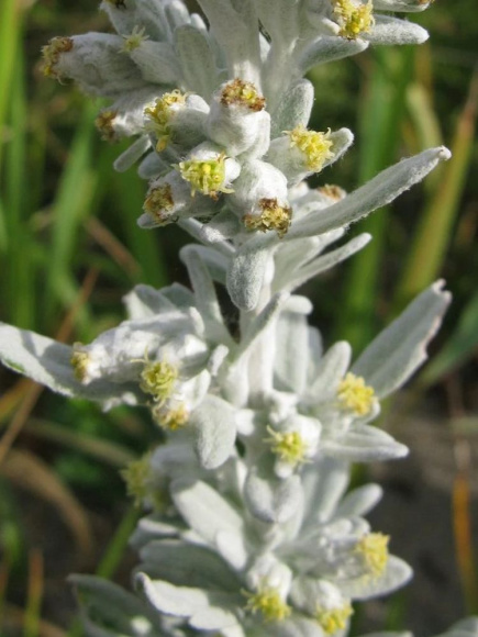 Полынь Стеллера (Stelleriana) купить с доставкой