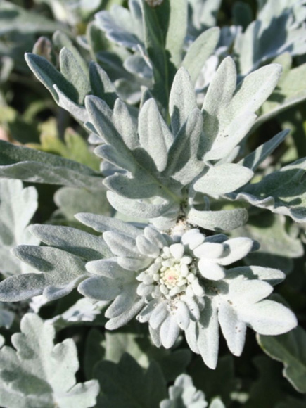 Полынь Стеллера (Stelleriana) купить с доставкой