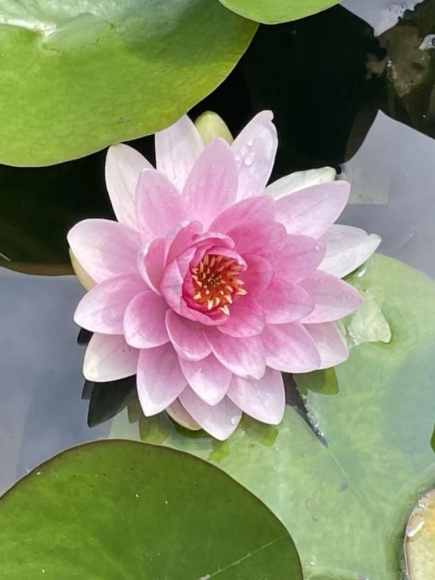 Нимфея Розовая купить с доставкой