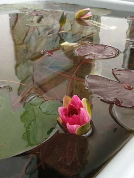 Нимфея Розовая купить с доставкой