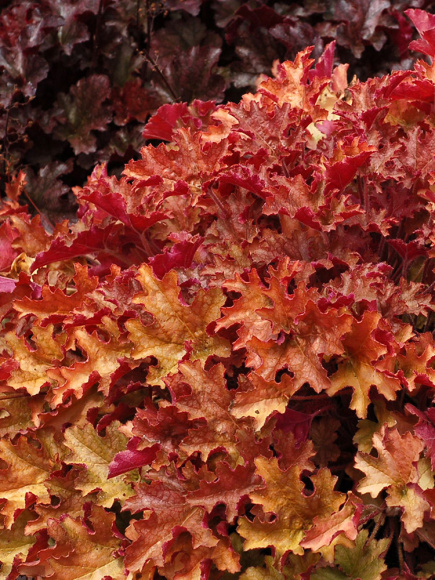 Гейхера Джинджер Пич (Ginger Peach) купить с доставкой