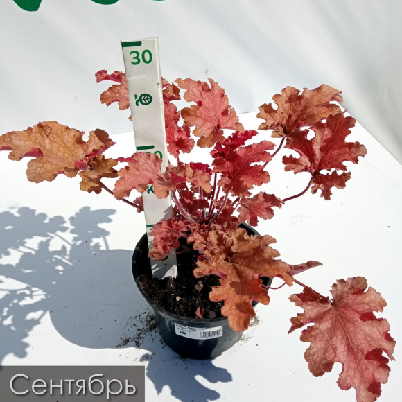 Гейхера Джинджер Пич (Ginger Peach) купить с доставкой