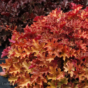 Гейхера Джинджер Пич (Ginger Peach)