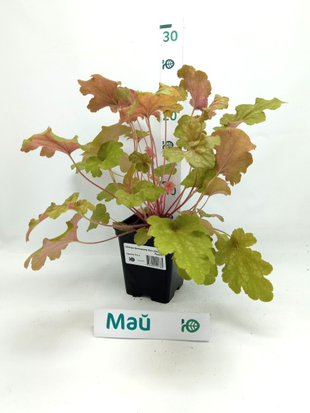 Гейхера Джинджер Пич (Ginger Peach) купить с доставкой