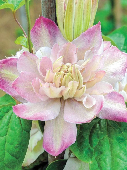 Клематис Инносент Блаш (Innocent Blush) купить с доставкой Клематис Инносент Блаш (Innocent Blush) купить с доставкой