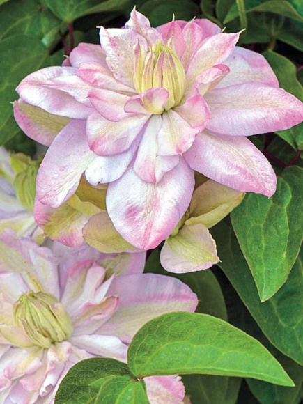 Клематис Инносент Блаш (Innocent Blush) купить с доставкой Клематис Инносент Блаш (Innocent Blush) купить с доставкой