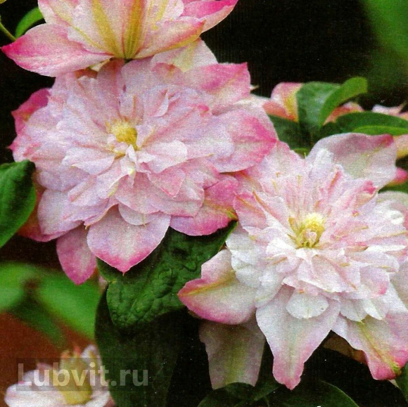 Клематис Инносент Блаш (Innocent Blush) купить с доставкой