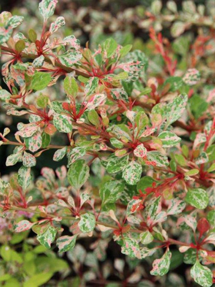 Барбарис Наташа (Natasza) купить с доставкой