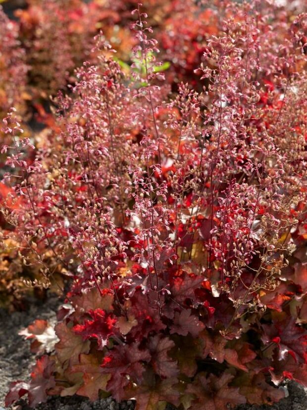 Гейхера Кранберри (Cranberry) купить с доставкой