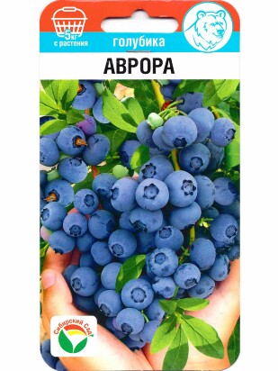 Голубика Аврора [Сибирский Сад]