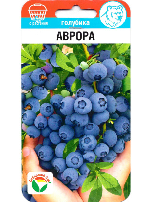 Голубика Аврора [Сибирский Сад]
