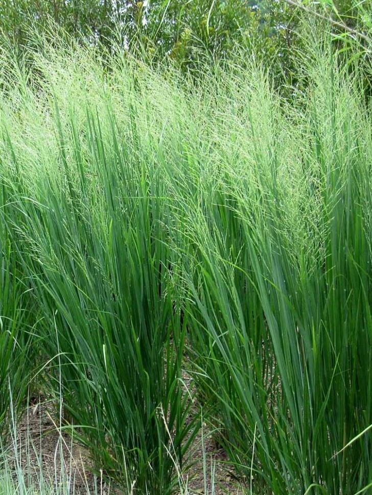 Просо Прутьевидное (Panicum Virgatum) купить с доставкой