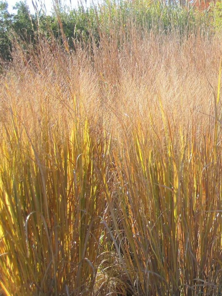 Просо Прутьевидное (Panicum Virgatum) купить с доставкой