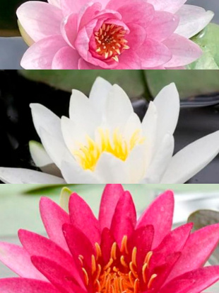 Нимфея Ассортимент