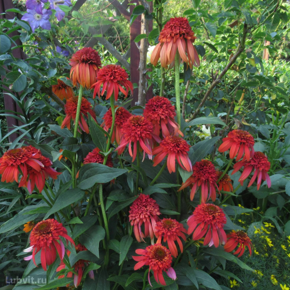 Эхинацея Гуава Айс (Guava Ice) купить с доставкой