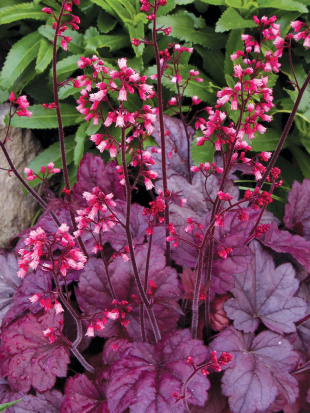 Гейхера Грейп Сода (Grape Soda)