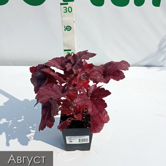 Гейхера Грейп Сода (Grape Soda) купить с доставкой