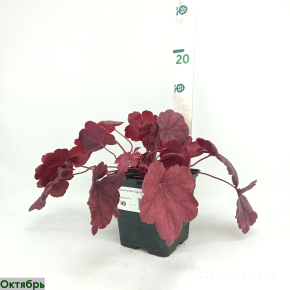 Гейхера Грейп Сода (Grape Soda) купить с доставкой