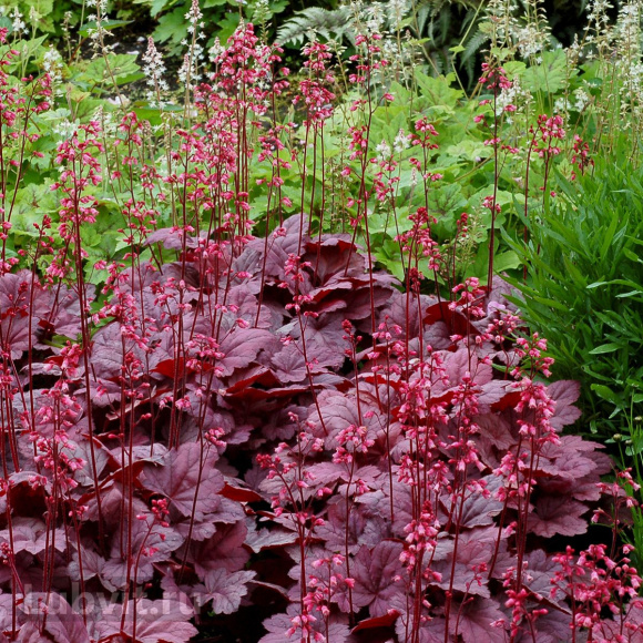 Гейхера Грейп Сода (Grape Soda) купить с доставкой