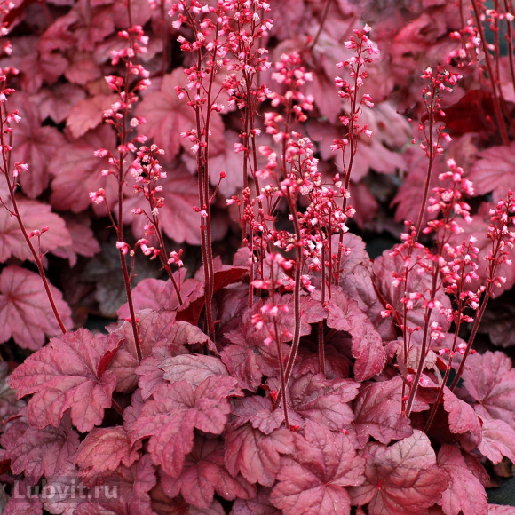 Гейхера Грейп Сода (Grape Soda) купить с доставкой