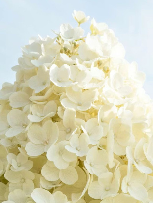 Гортензия Саммер Сноу (Summer Snow) метельчатая Гортензия Саммер Сноу (Summer Snow) метельчатая