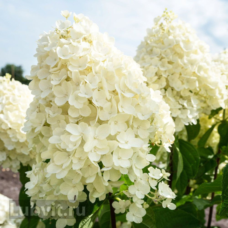 Гортензия Саммер Сноу (Summer Snow) можно купить недорого с доставкой в питомнике Любвитский