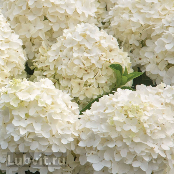 Гортензия Саммер Сноу (Summer Snow) метельчатая купить с доставкой
