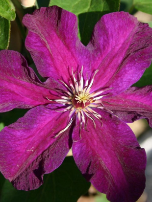 Клематис Стасик (Stasik)