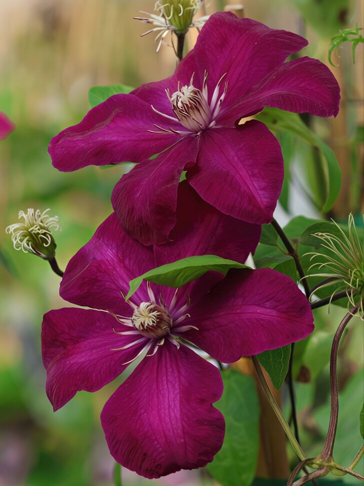 Клематис Стасик (Stasik) купить с доставкой