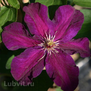 Клематис Стасик (Stasik)