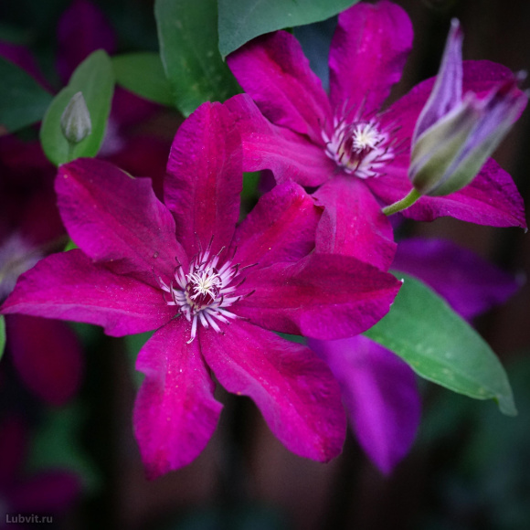 Клематис Стасик (Stasik) купить с доставкой Клематис Стасик (Stasik) купить с доставкой