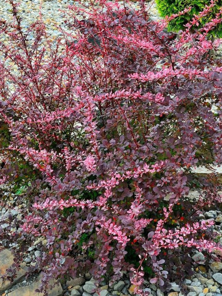 Барбарис Пинк Куин (Pink Queen) купить с доставкой Барбарис Пинк Куин (Pink Queen) купить с доставкой