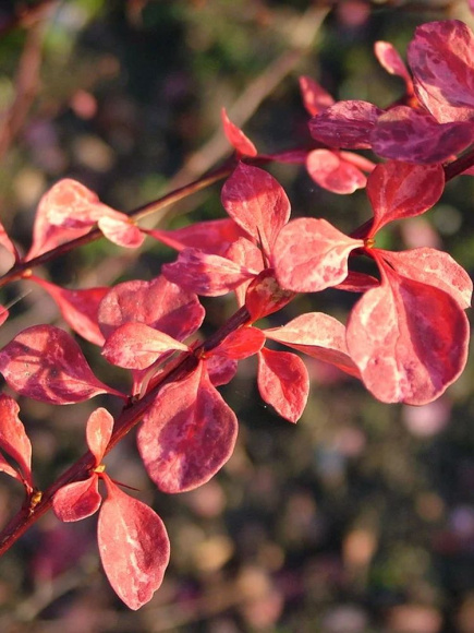 Барбарис Пинк Куин (Pink Queen) купить с доставкой Барбарис Пинк Куин (Pink Queen) купить с доставкой