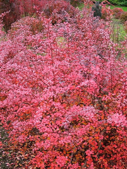 Барбарис Пинк Куин (Pink Queen) купить с доставкой Барбарис Пинк Куин (Pink Queen) купить с доставкой