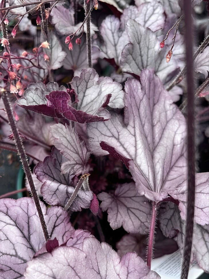 Гейхера Индиан Саммер Хаклберри (Indian Summer Huckleberry) купить с доставкой