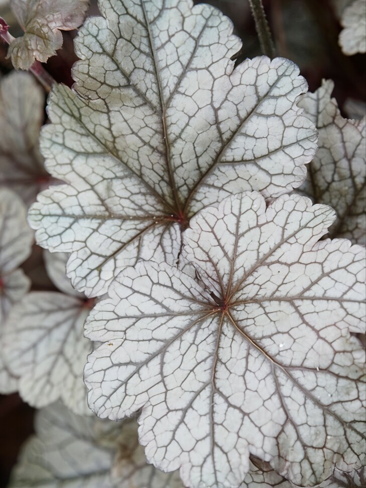Гейхера Индиан Саммер Хаклберри (Indian Summer Huckleberry) купить с доставкой