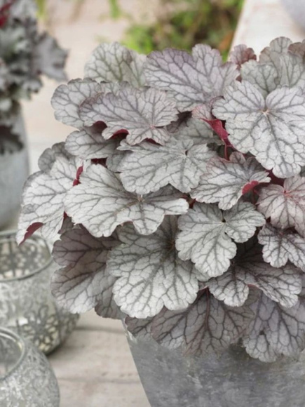 Гейхера Индиан Саммер Хаклберри (Indian Summer Huckleberry) купить с доставкой