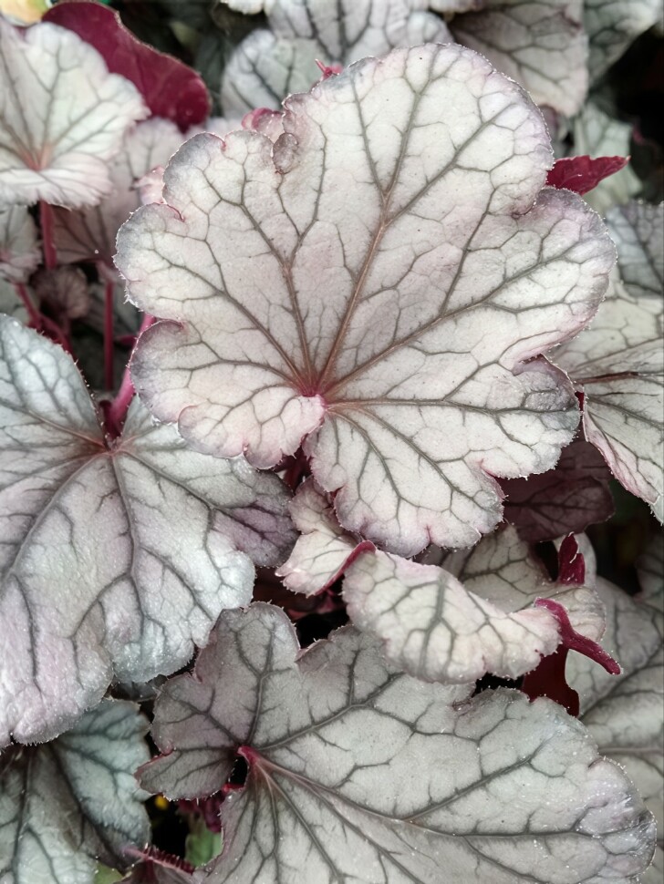 Гейхера Индиан Саммер Хаклберри (Indian Summer Huckleberry) купить с доставкой