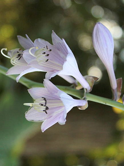 Хоста Буллфрог (Bullfrog) [L] купить с доставкой