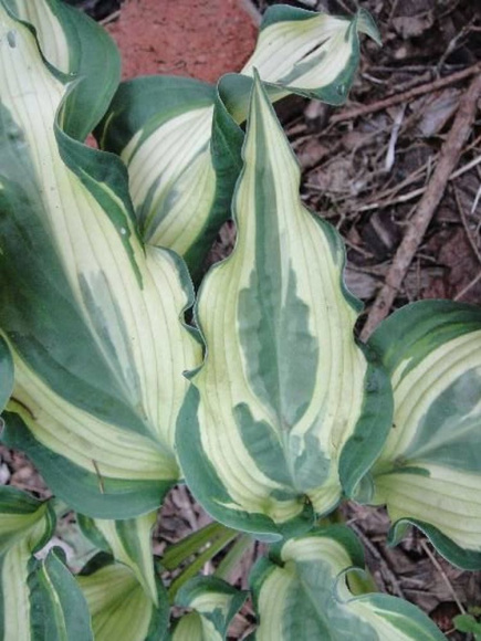 Хоста Буллфрог (Bullfrog) [L] купить с доставкой