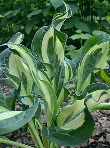 Хоста Буллфрог (Bullfrog) [L] купить с доставкой