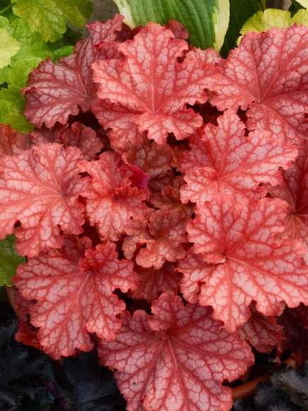 Гейхера Пичберри Айс (Peachberry Ice) купить с доставкой