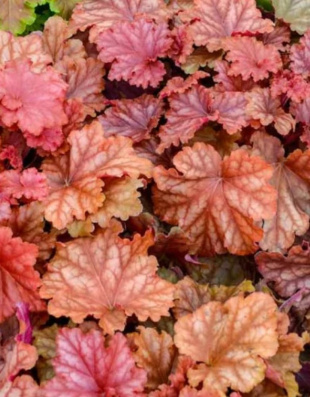 Гейхера Пичберри Айс (Peachberry Ice) Гейхера Пичберри Айс (Peachberry Ice)