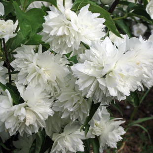 Чубушник Жемчуг