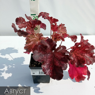 Гейхера Берри Мармелад (Berry Marmalade)